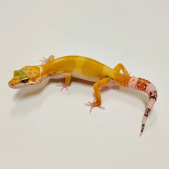 Sunglow Albino Tremper Het Eclipse Leopard Gecko by BHB Reptiles