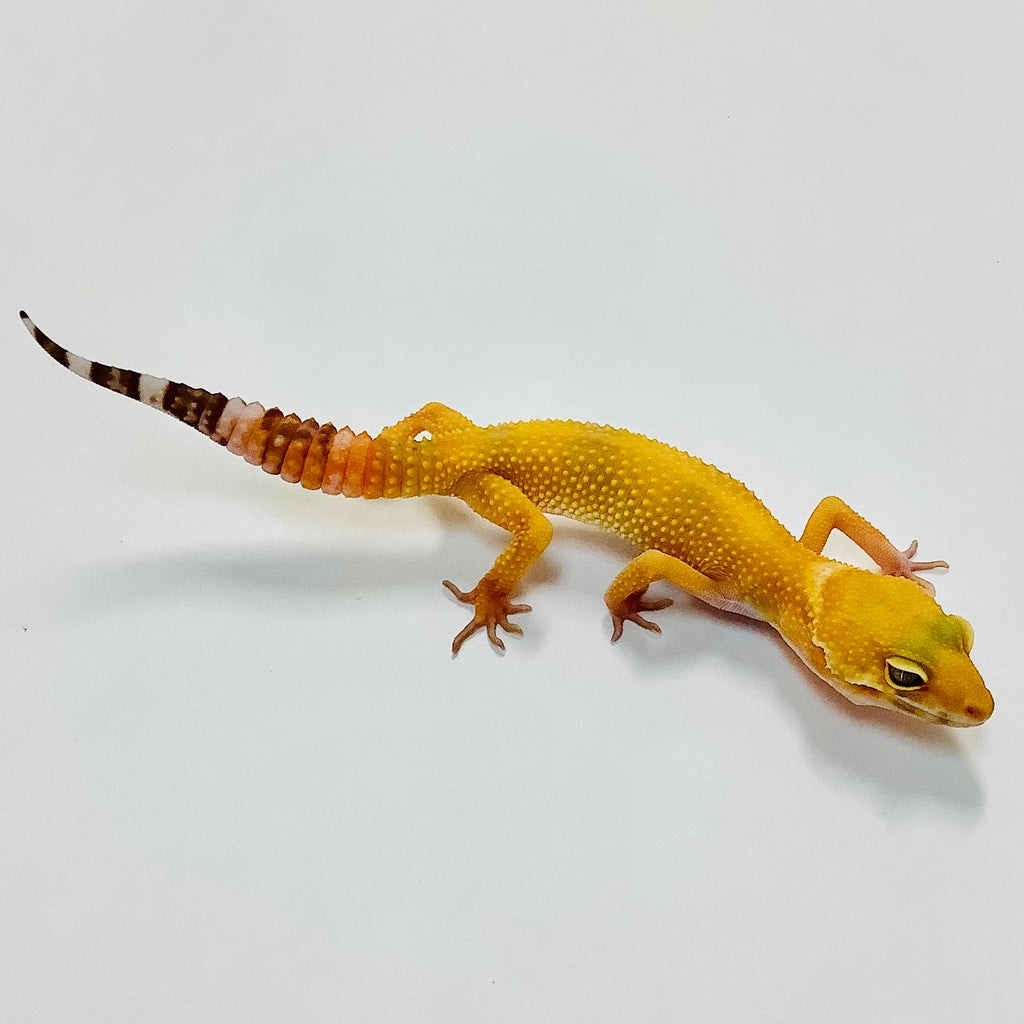 Sunglow Albino Tremper Het Eclipse Leopard Gecko by BHB Reptiles ...