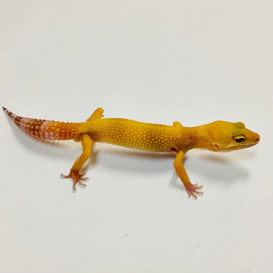 Sunglow Albino Tremper Pos Het Eclipse Leopard Gecko by BHB Reptiles