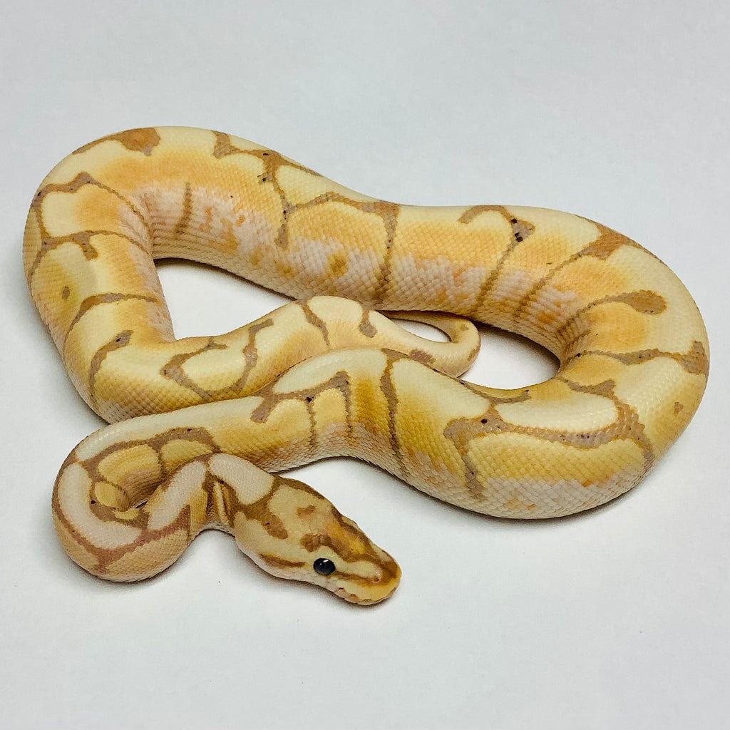 Banana Spider Ball Python by BHB Reptiles MorphMarket