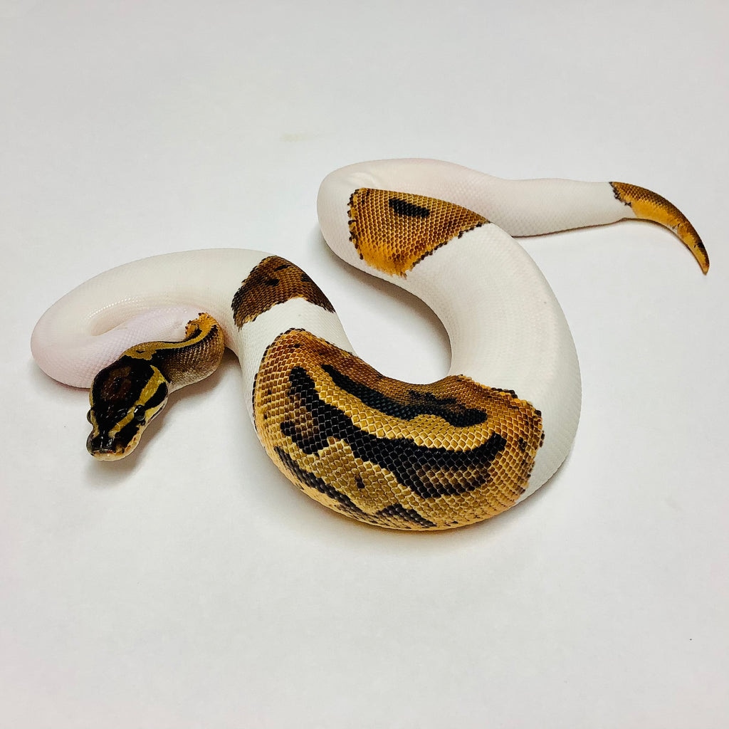Pied Ball Python by BHB Reptiles - MorphMarket