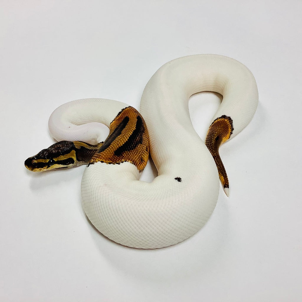 Pied Ball Python by BHB Reptiles - MorphMarket