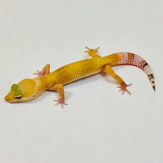 Sunglow Albino Tremper Pos Het Eclipse Leopard Gecko by BHB Reptiles