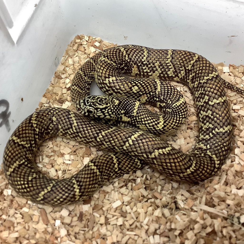 Normal Brooks' Kingsnake by BHB Reptiles MorphMarket