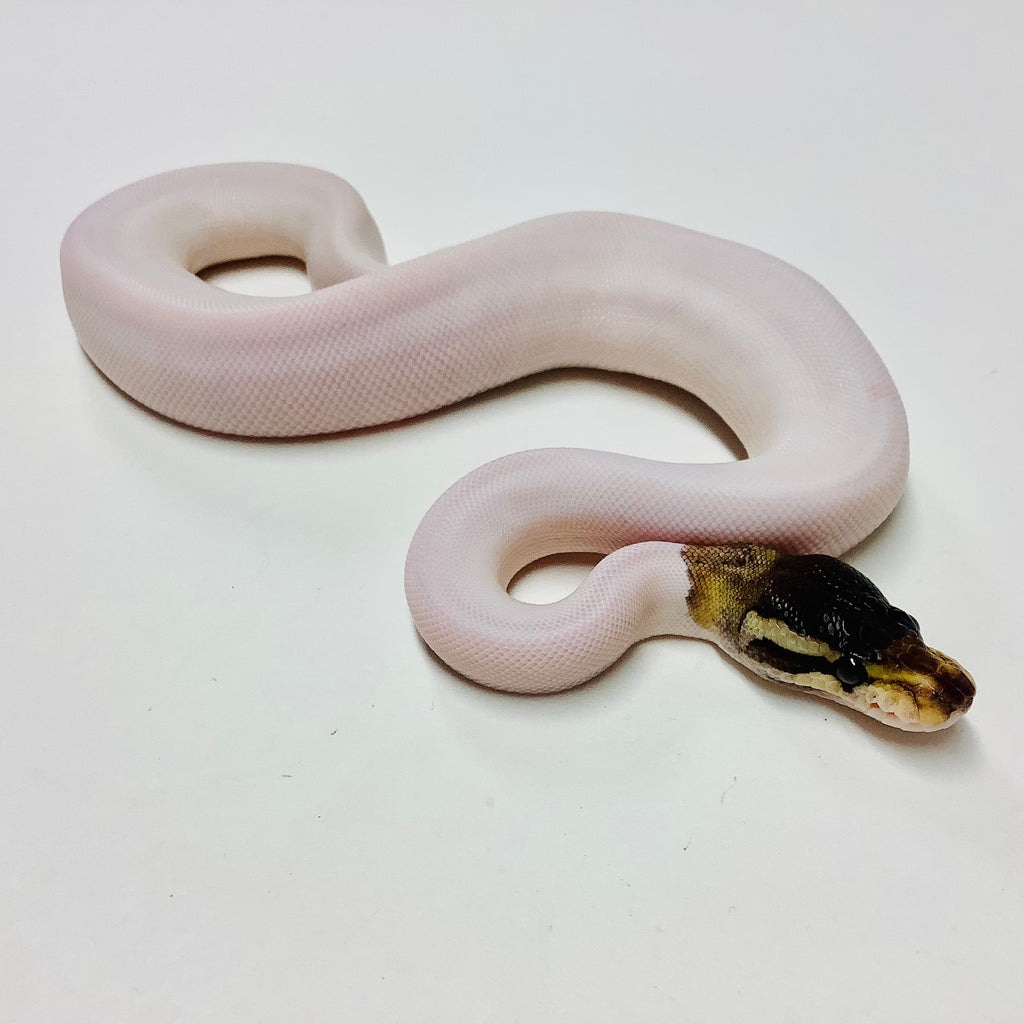 Cinnamon Pied Ball Python by BHB Reptiles - MorphMarket