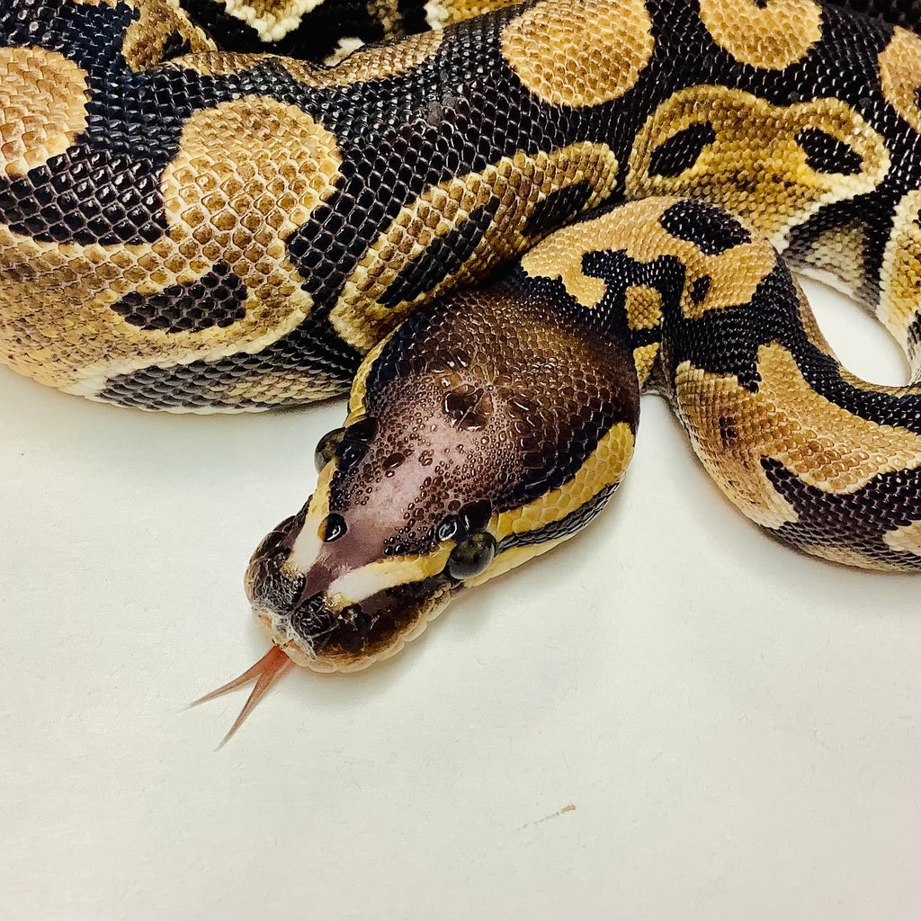 Scaleless Head Ball Python by BHB Reptiles - MorphMarket
