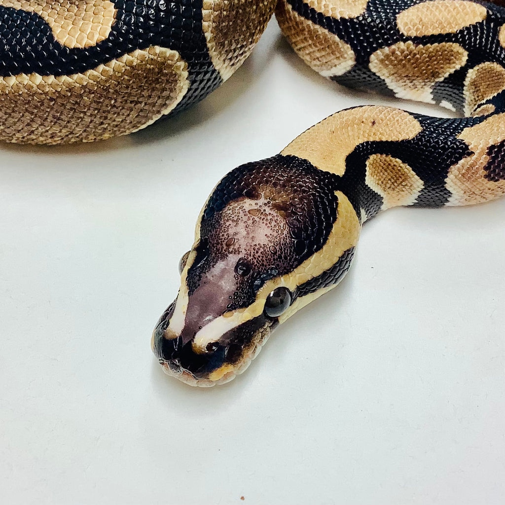 Scaleless Head Ball Python by BHB Reptiles - MorphMarket
