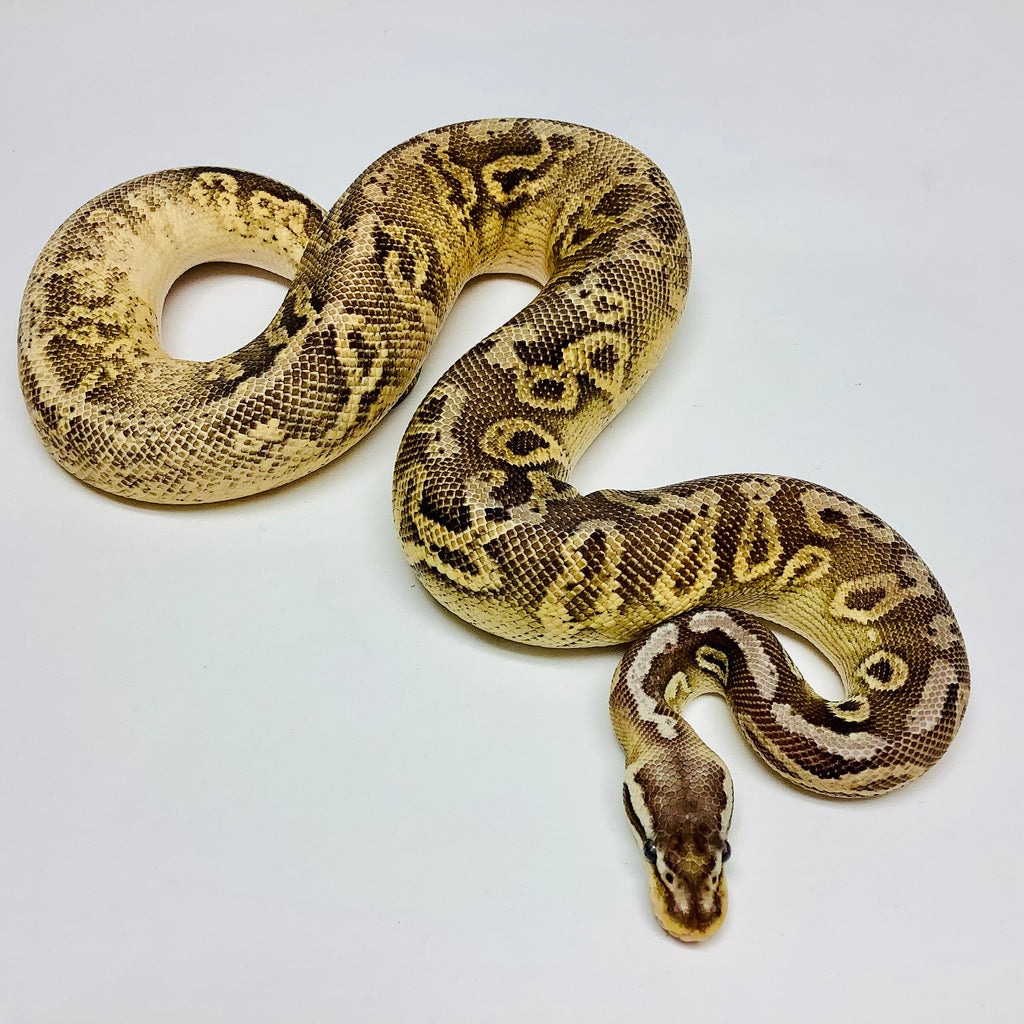Black Pewter Cypress Ball Python by BHB Reptiles - MorphMarket