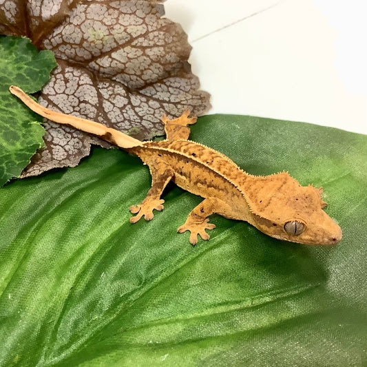 Yellow Quad Stripe W/ Dalmatian Spots- Crested Gecko