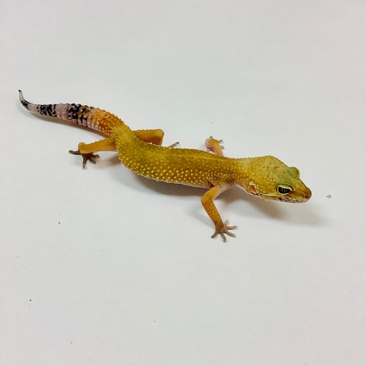 Dark Tangerine Pos Het Tremper Leopard Gecko