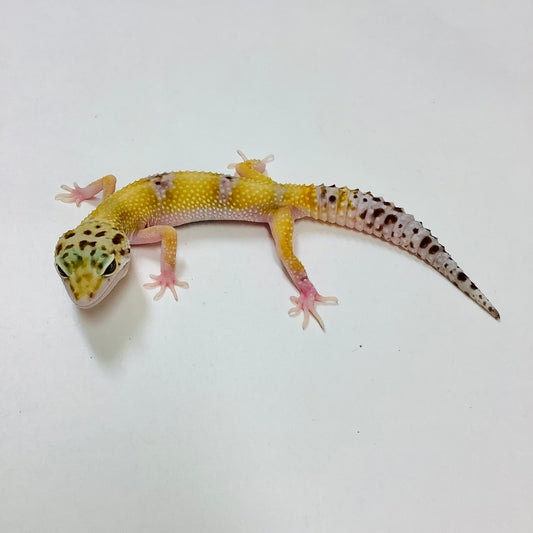Marble Eye Het Tremper Albino Leopard Gecko