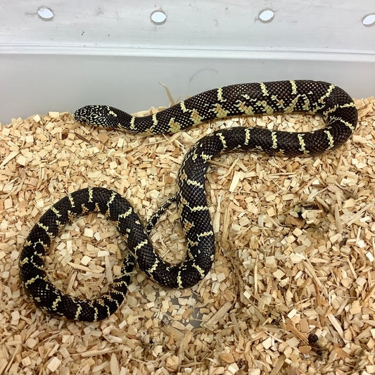 Het Albino Brooks' Kingsnake