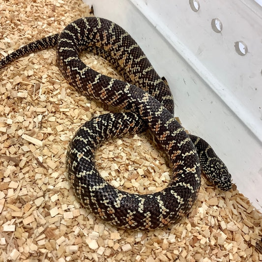 Het Anerytheristic Brooks' Kingsnake
