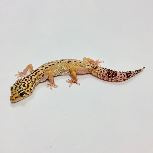 Mack Snow Tremper Albino Reverse Stripe Eclipse Leopard Gecko