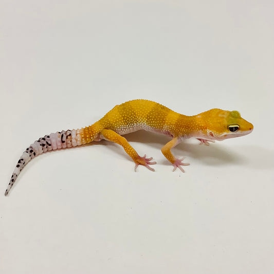 Super Hypo Tangerine Carrot Tail Baldy Leopard Gecko by BHB Reptiles