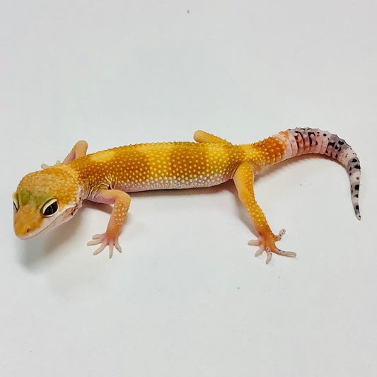 Super Hypo Tangerine Carrot Tail Baldy Leopard Gecko