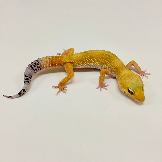 Super Hypo Tangerine Carrot Tail Baldy W/Y Leopard Gecko