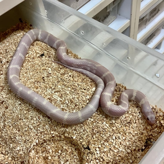 Lavender Snow California Kingsnake