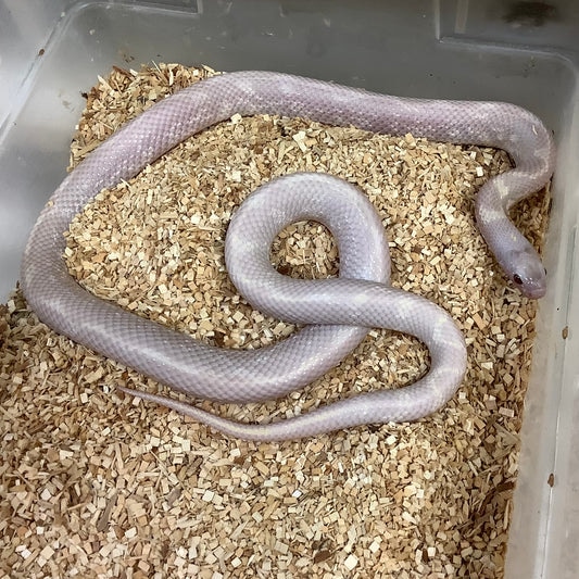 Lavender Snow California Kingsnake