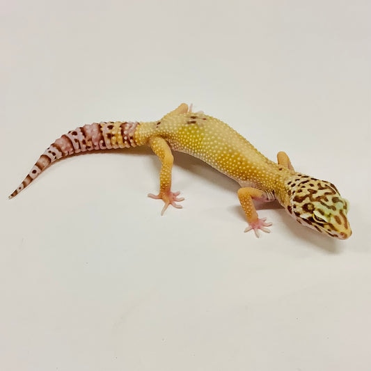 Hypo Bell Albino Leopard Gecko