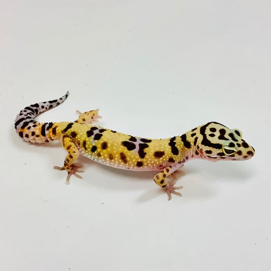 Bandit Het Tremper Albino Leopard Gecko