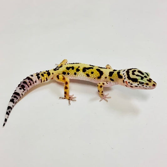 Bandit Pos Het Tremper Albino And Eclipse Leopard Gecko