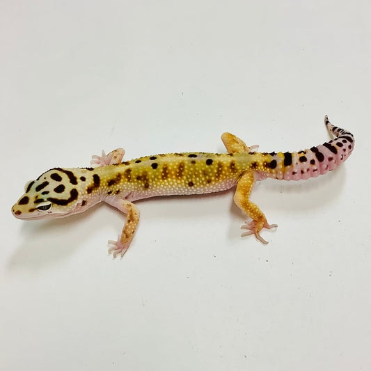 Bandit W/Y Pos Het Tremper And Eclipse Leopard Gecko