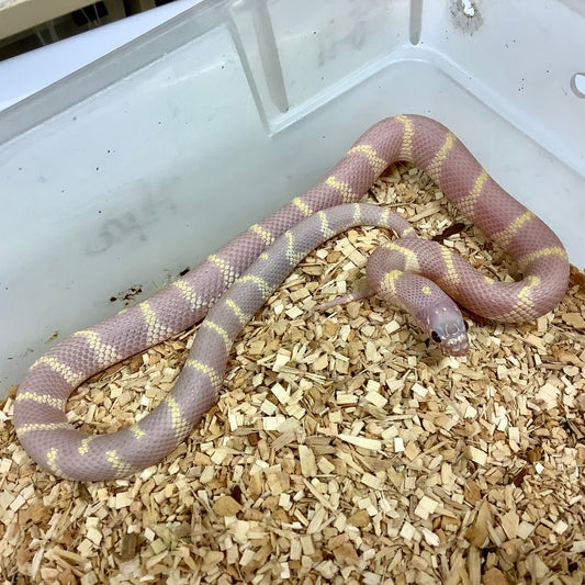 Lavender Het Lavender Snow - California Kingsnake