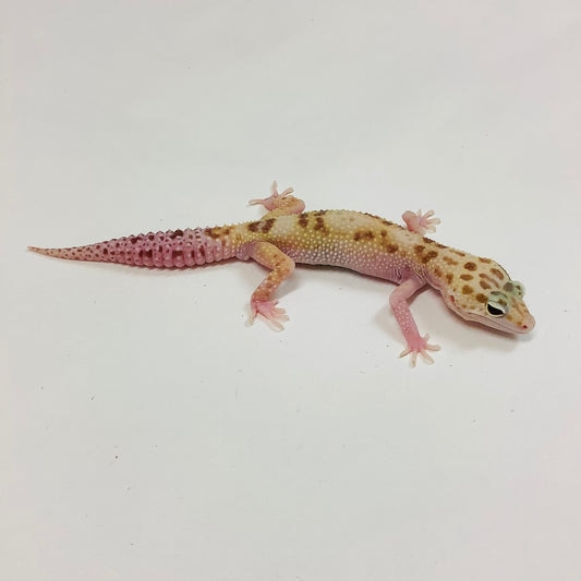 Mack Snow Raptor W/Y Leopard Gecko