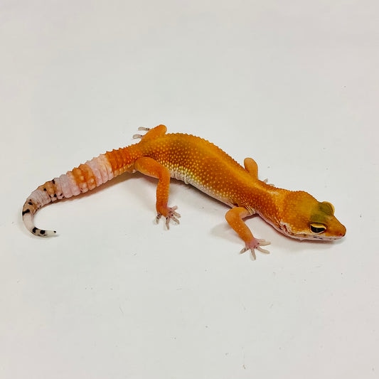 Super Hypo Tangerine Carrot Tail Baldy Leopard Gecko