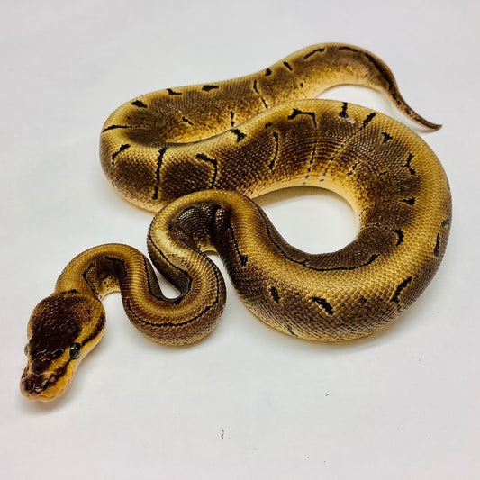 Black Pastel Pinstripe Cypress Ball Python