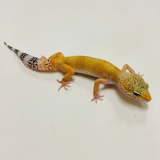 Super Hypo Tangerine W/Y Leopard Gecko