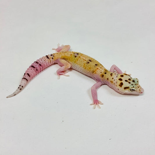 Tangerine W/Y Eclipse Het Tremper Albino Leopard Gecko