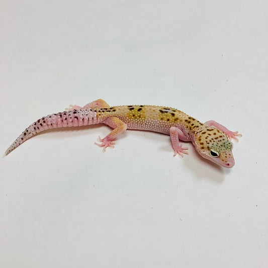 Tangerine W/Y Eclipse Het Tremper Albino Leopard Gecko