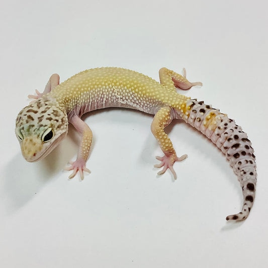 Super Hypo Mack Snow W/Y Eclipse Leopard Gecko