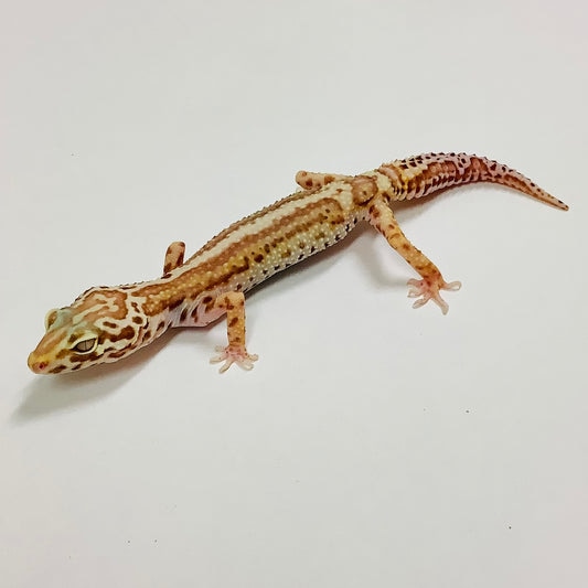 Bold Bell Leopard Gecko