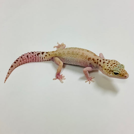 Mack Snow Raptor W/Y Leopard Gecko by BHB Reptiles
