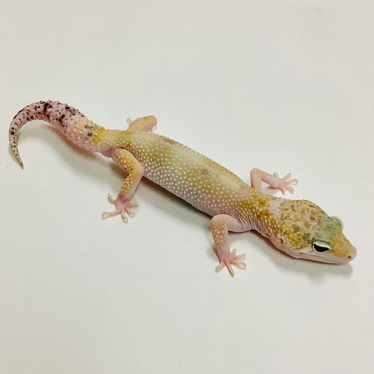Creamsicle W/Y Eclipse Leopard Geckos by BHB Reptiles