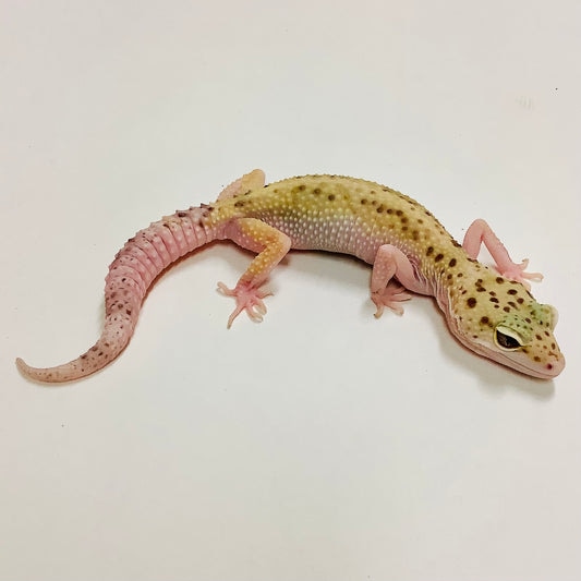 Stripe Mack Snow Eclipse W/Y Pos Het Tremper Leopard Gecko