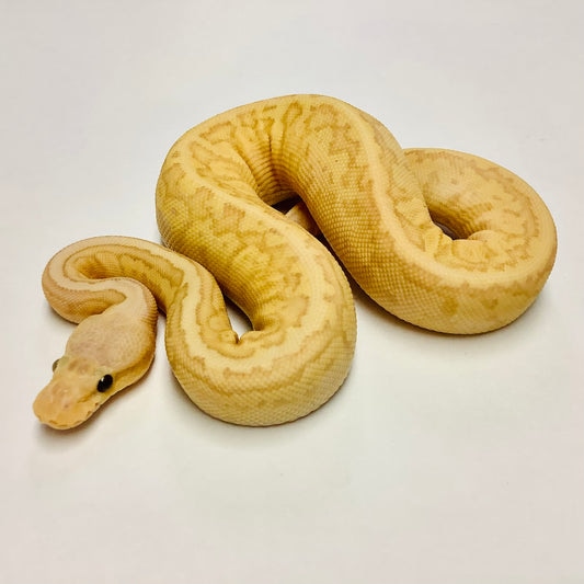 Banana Lemonblast Ball Python By BHB Reptiles Banana lemonblast ball python by bhb reptiles
