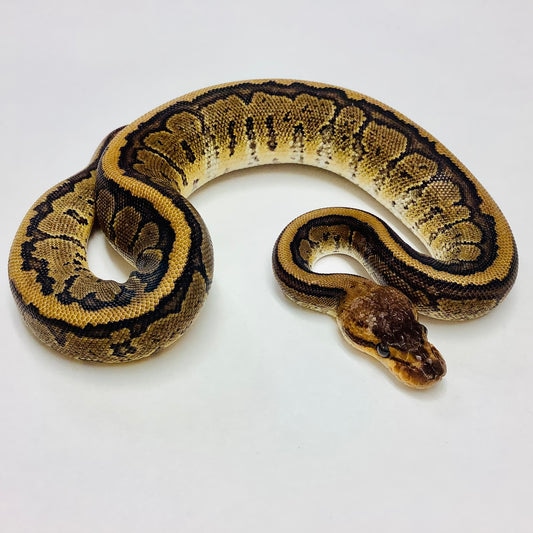 Chocolate Pinstripe Ball Python by BHB Reptiles