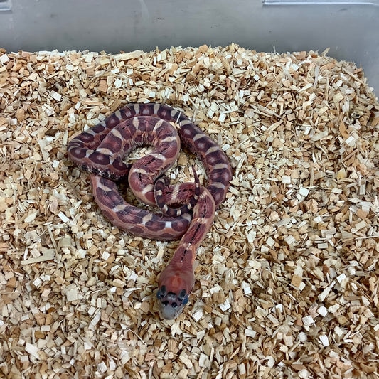Scaleless Western Rat Snake by BHB Reptiles - MorphMarket