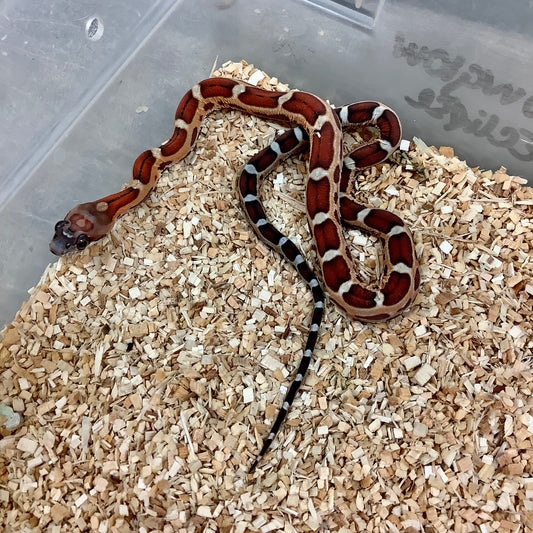 Scaleless Western Rat Snake by BHB Reptiles MorphMarket