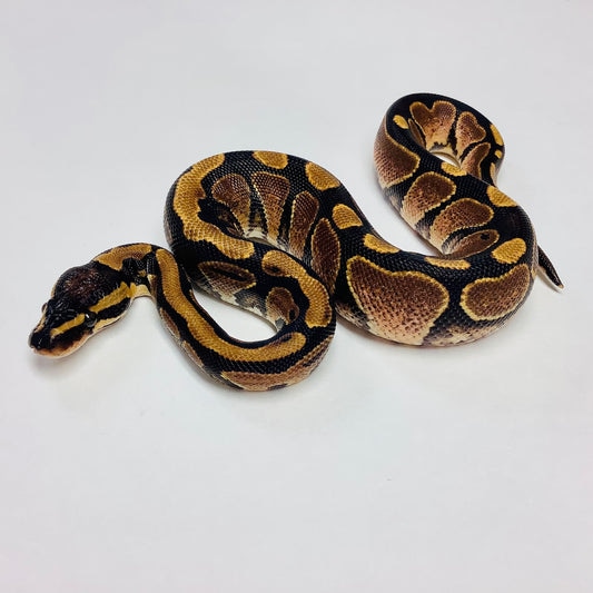 Calico Ball Python by BHB Reptiles