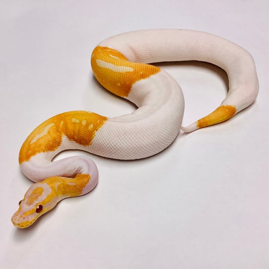 Dreamsicle Ball Python by BHB Reptiles - MorphMarket