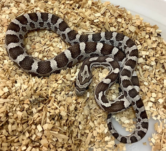 Anerythristic Het Silver Queen Scaleless- Corn Snake by BHB Reptiles ...