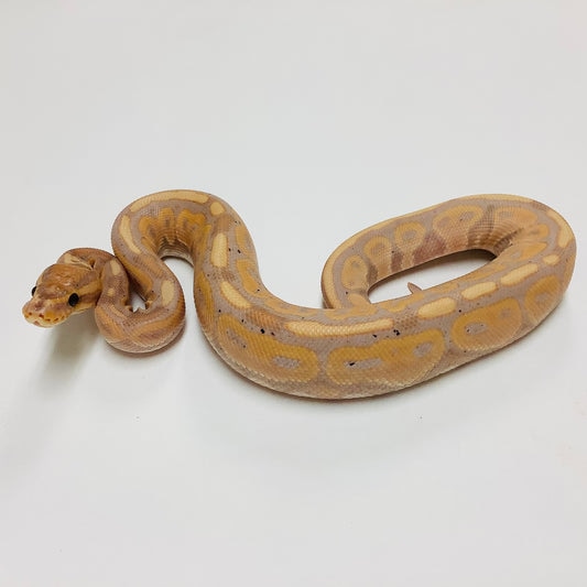 Banana Lori Ball Python by BHB Reptiles MorphMarket