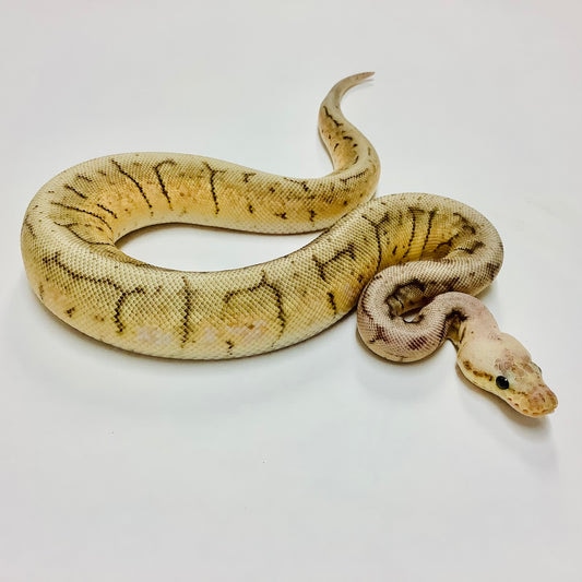 Spinner Blast Ball Python by BHB Reptiles MorphMarket