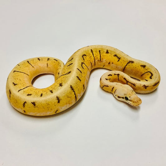Spinner Blast Ball Python by BHB Reptiles - MorphMarket