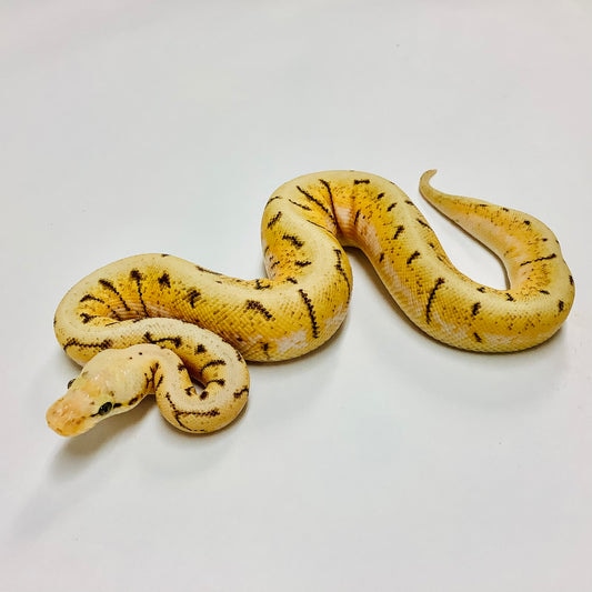 Spinner Blast Ball Python by BHB Reptiles - MorphMarket